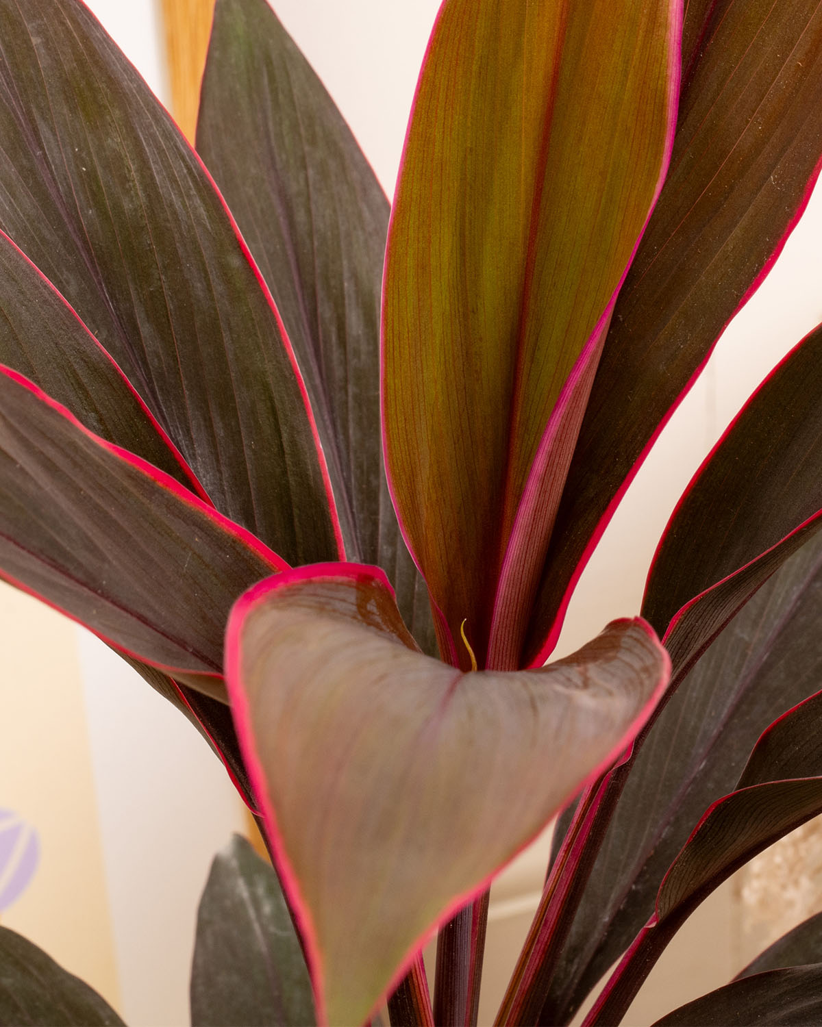 Tango Cabbage Palm