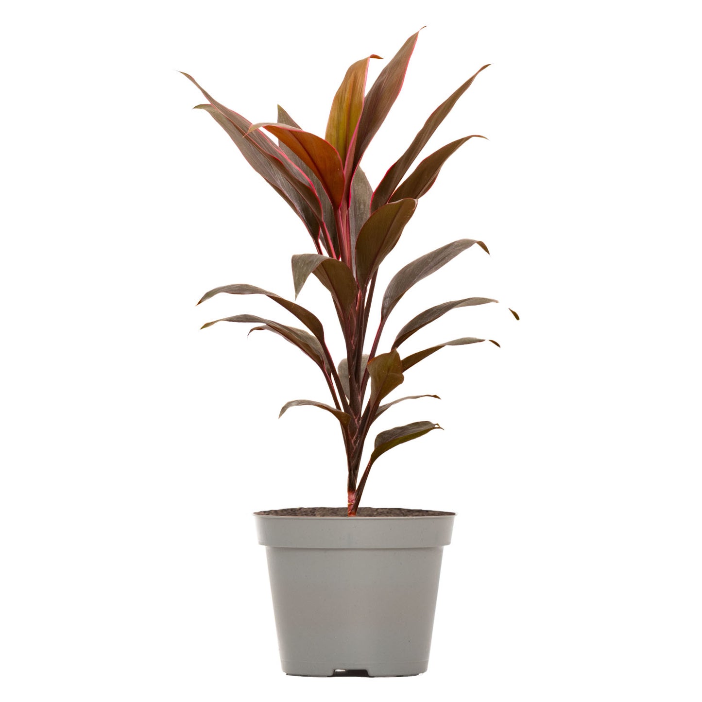 Tango Cabbage Palm