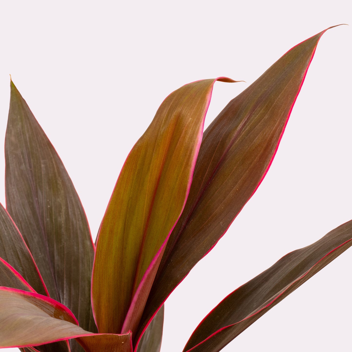 Tango Cabbage Palm
