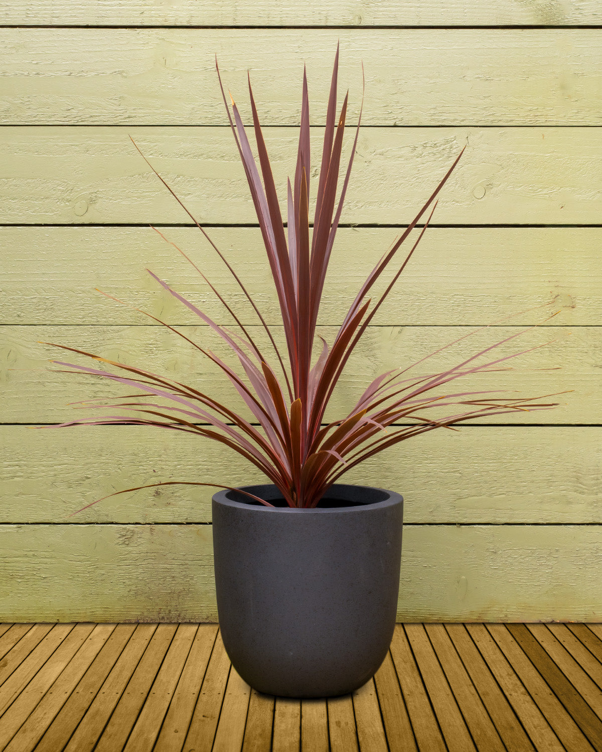 Red Cabbage Palm