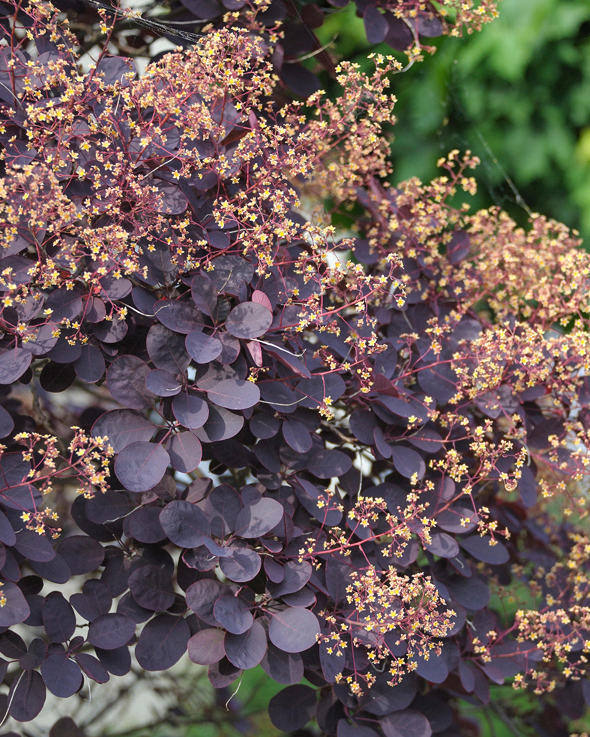 Purple Smoke Patio Tree