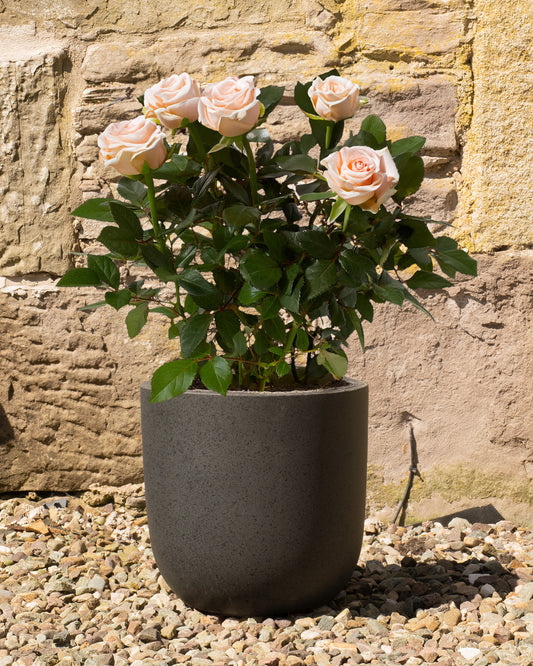Cream Rose