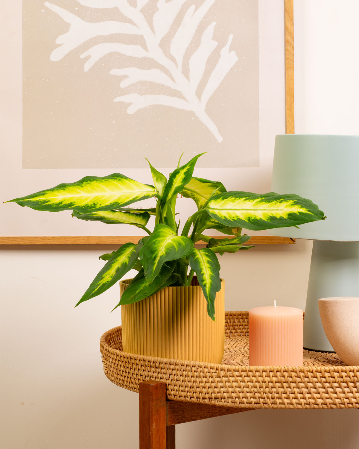 dieffenbachia camille height Dumb Cane Camille Plant | Dieffenbachia Camilla