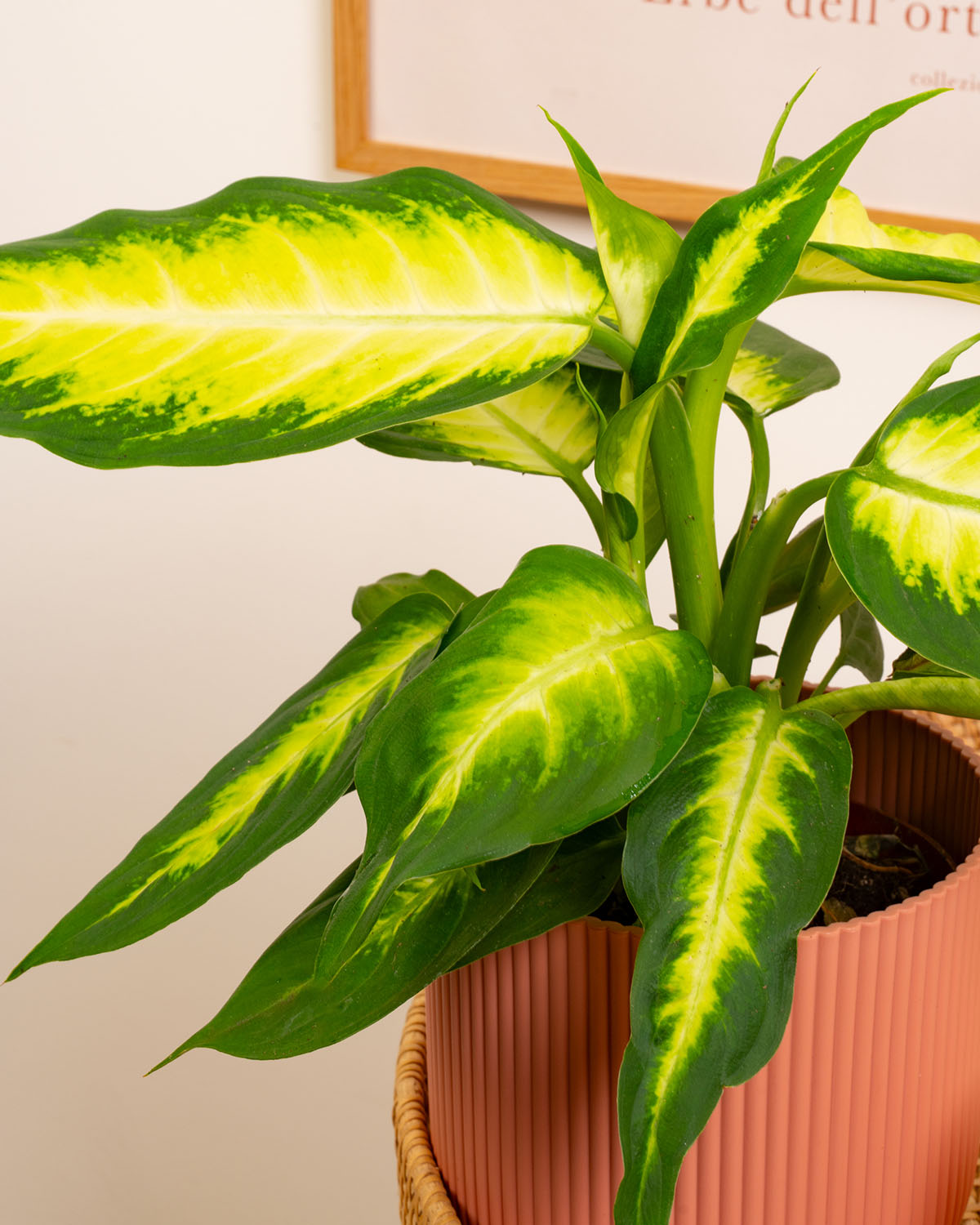 Dumb Cane Camille Plant