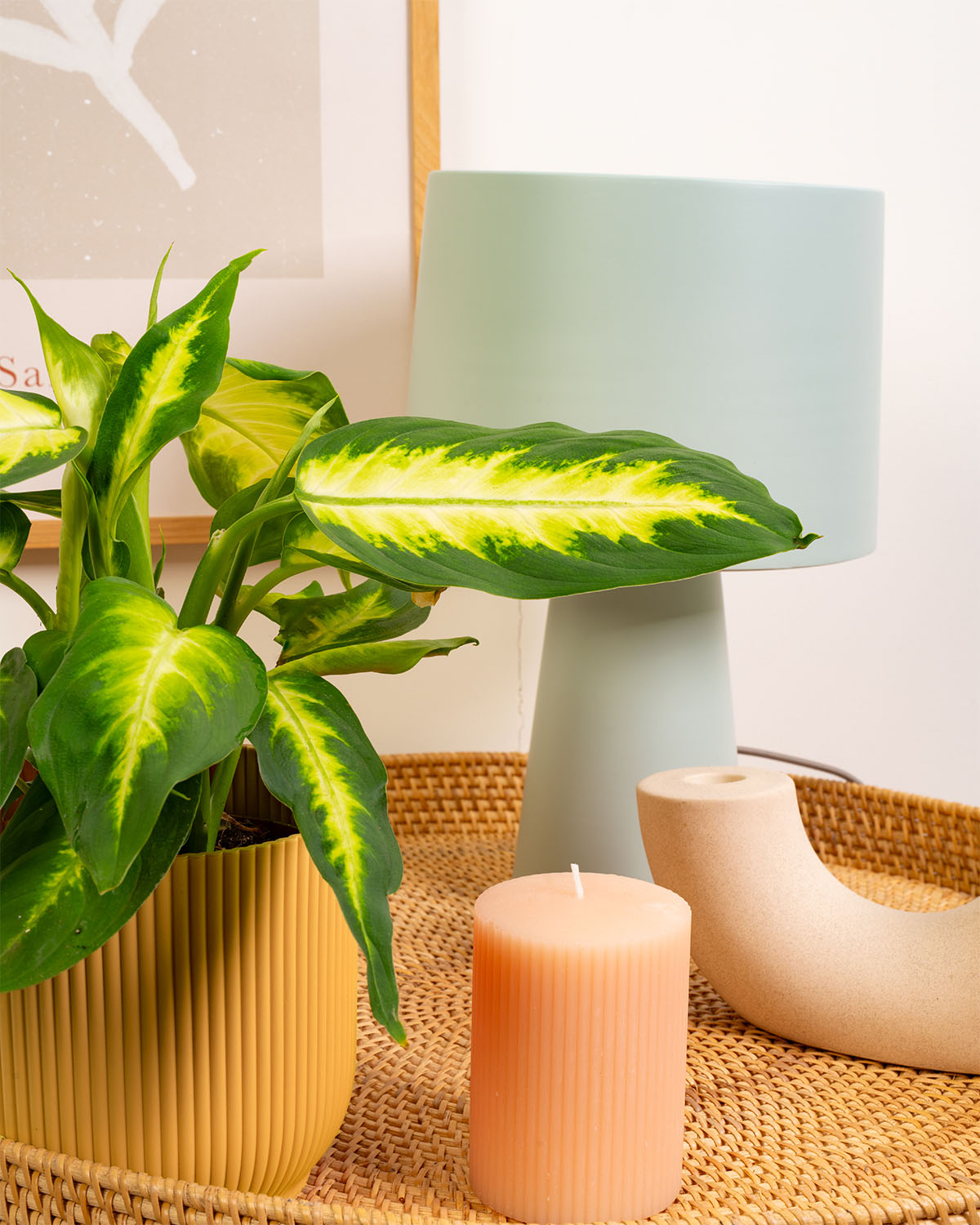 Dumb Cane Camille Plant