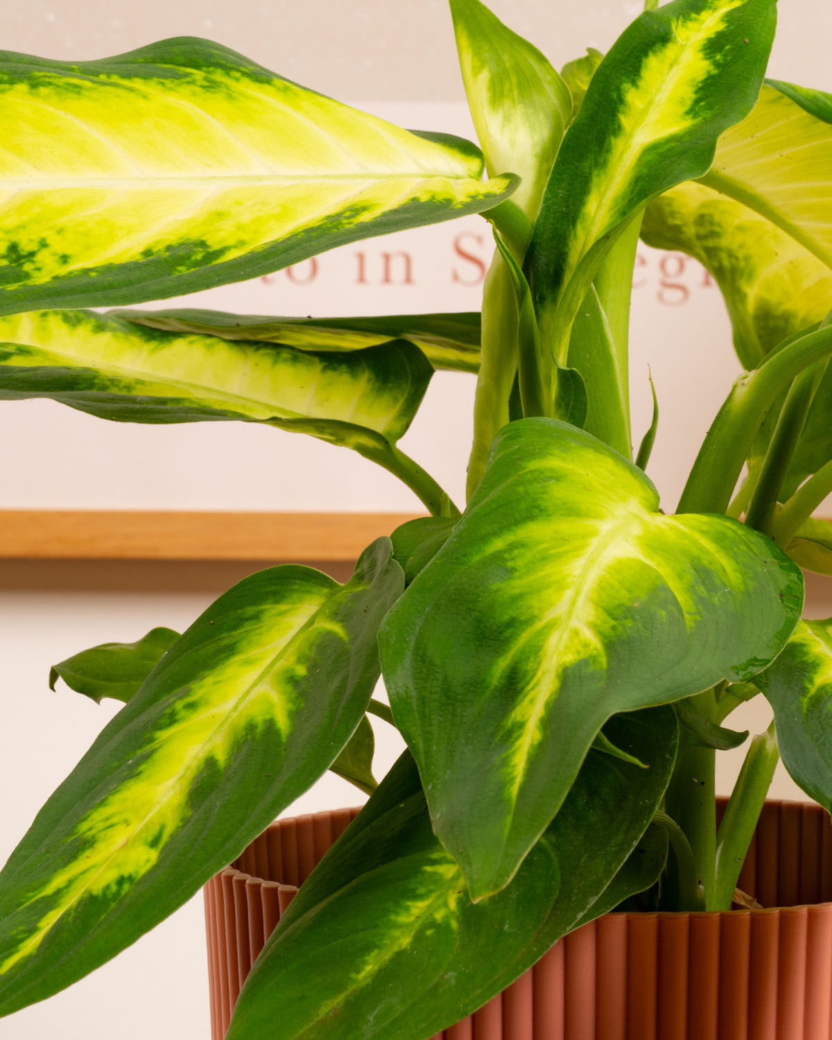Dumb Cane Camille Plant