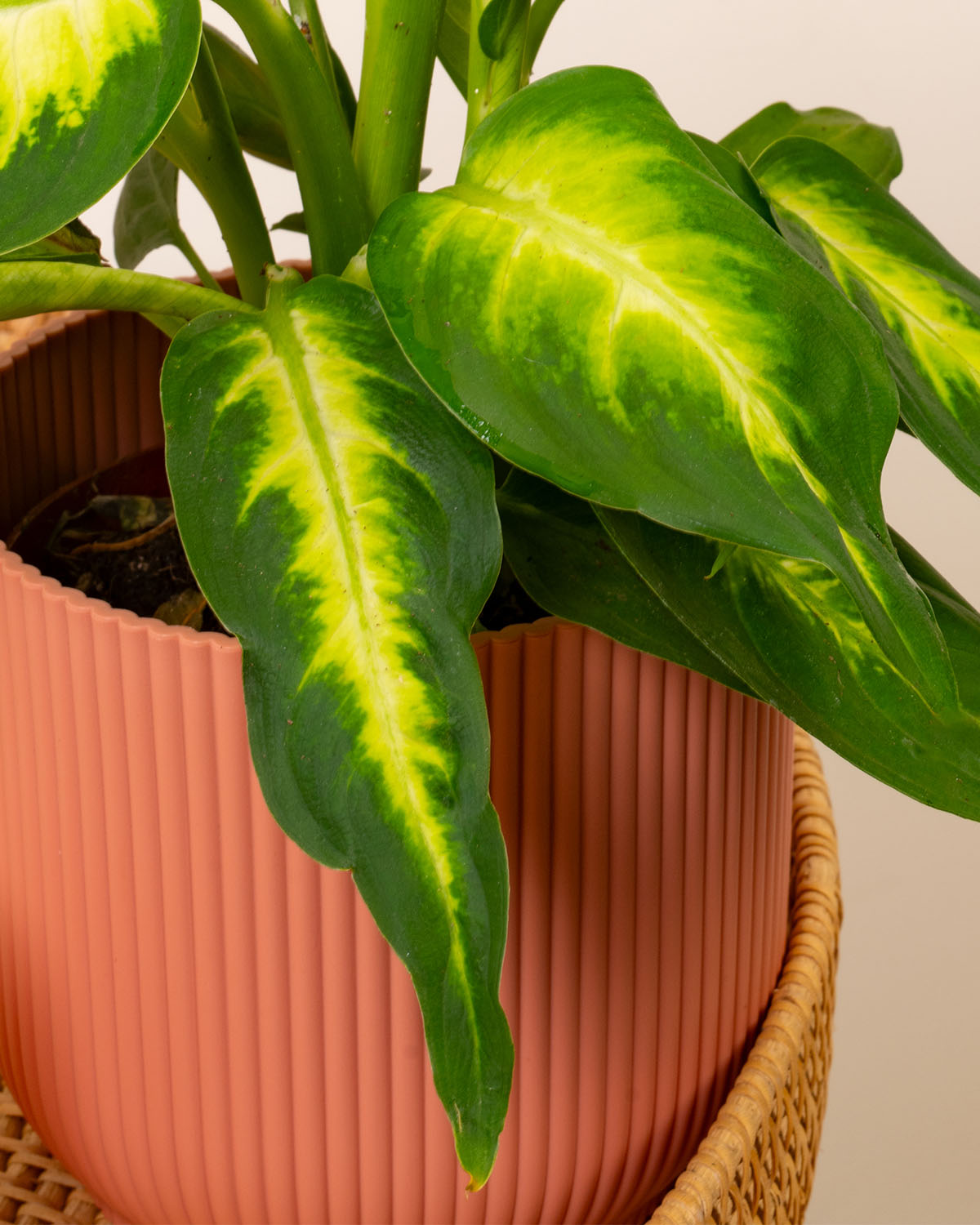 Dumb Cane Camille Plant