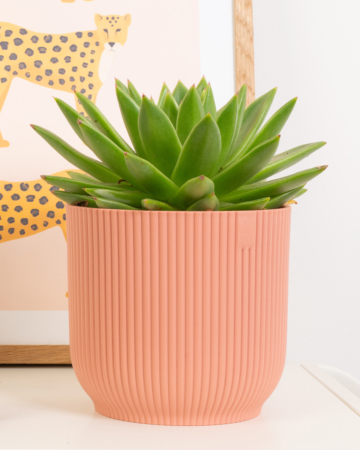 Echeveria Plant