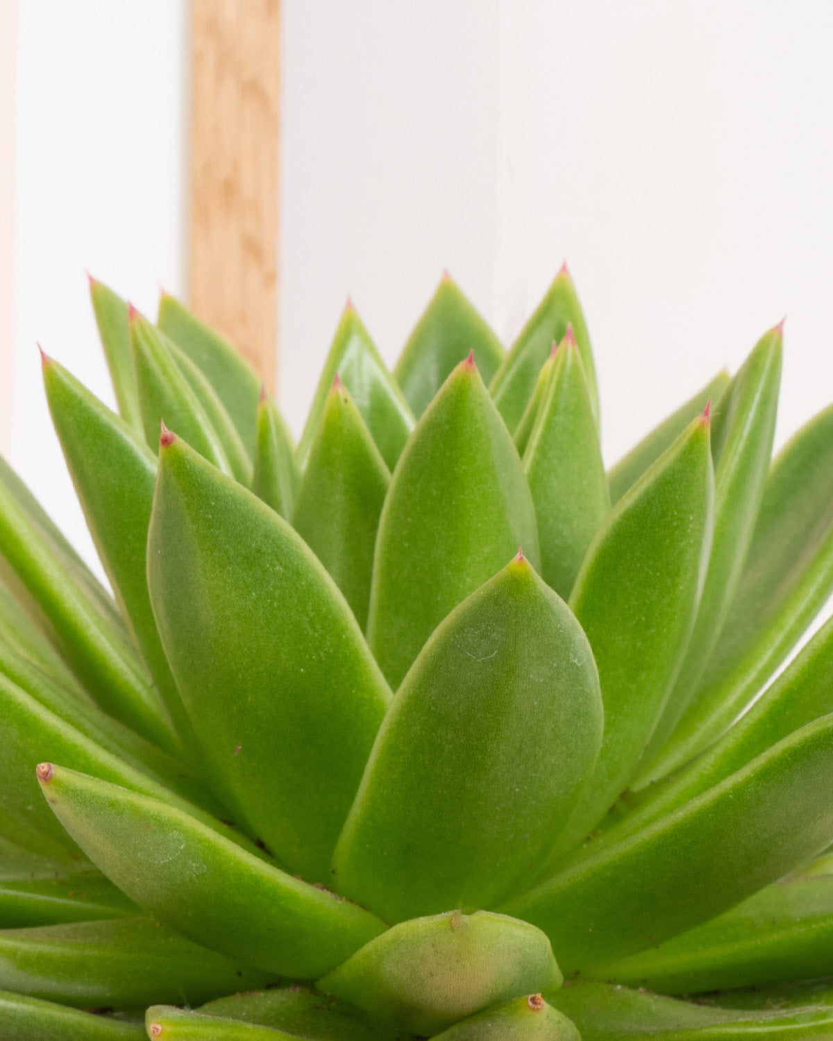 Echeveria Plant