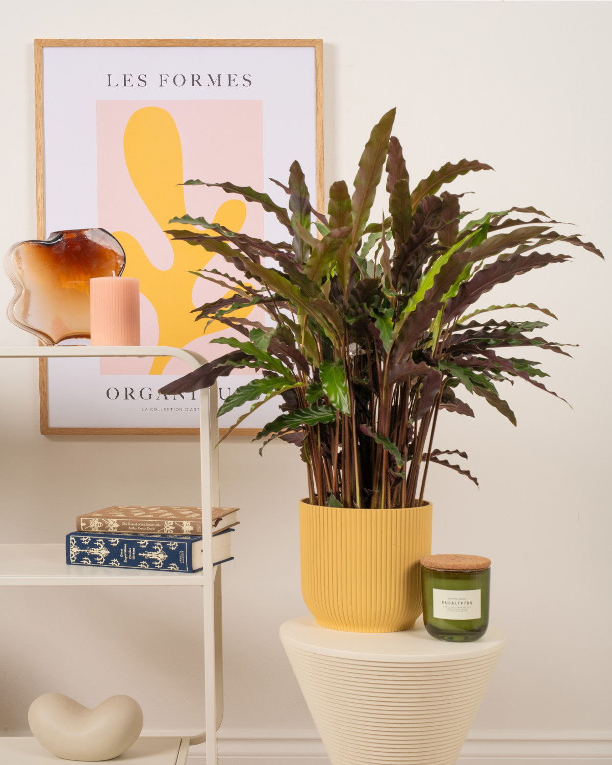 Elgergrass Prayer Plant