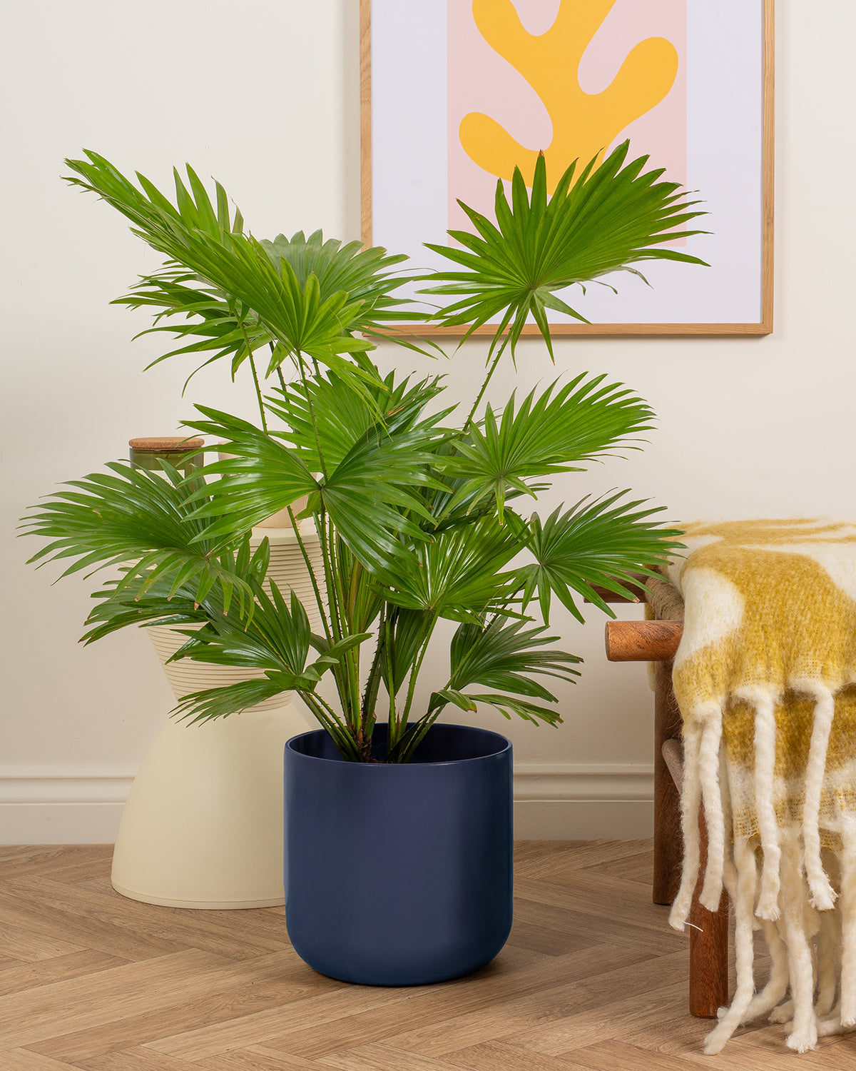 Footstool Palm