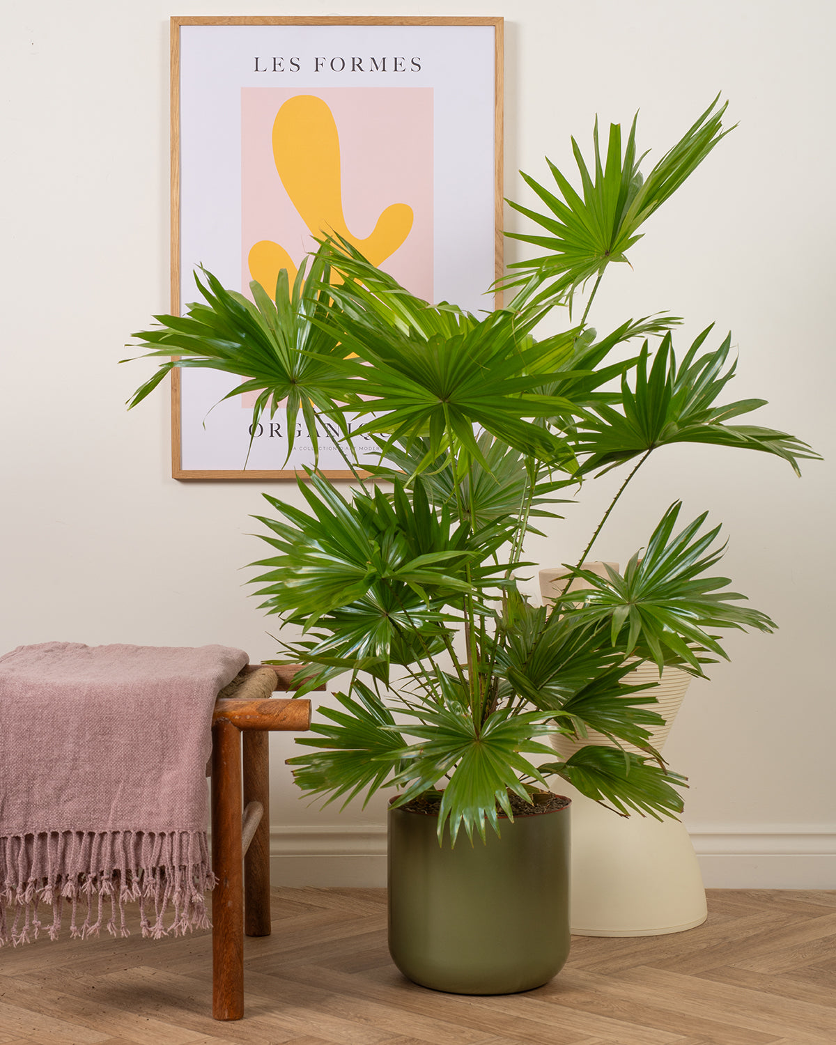 Footstool Palm
