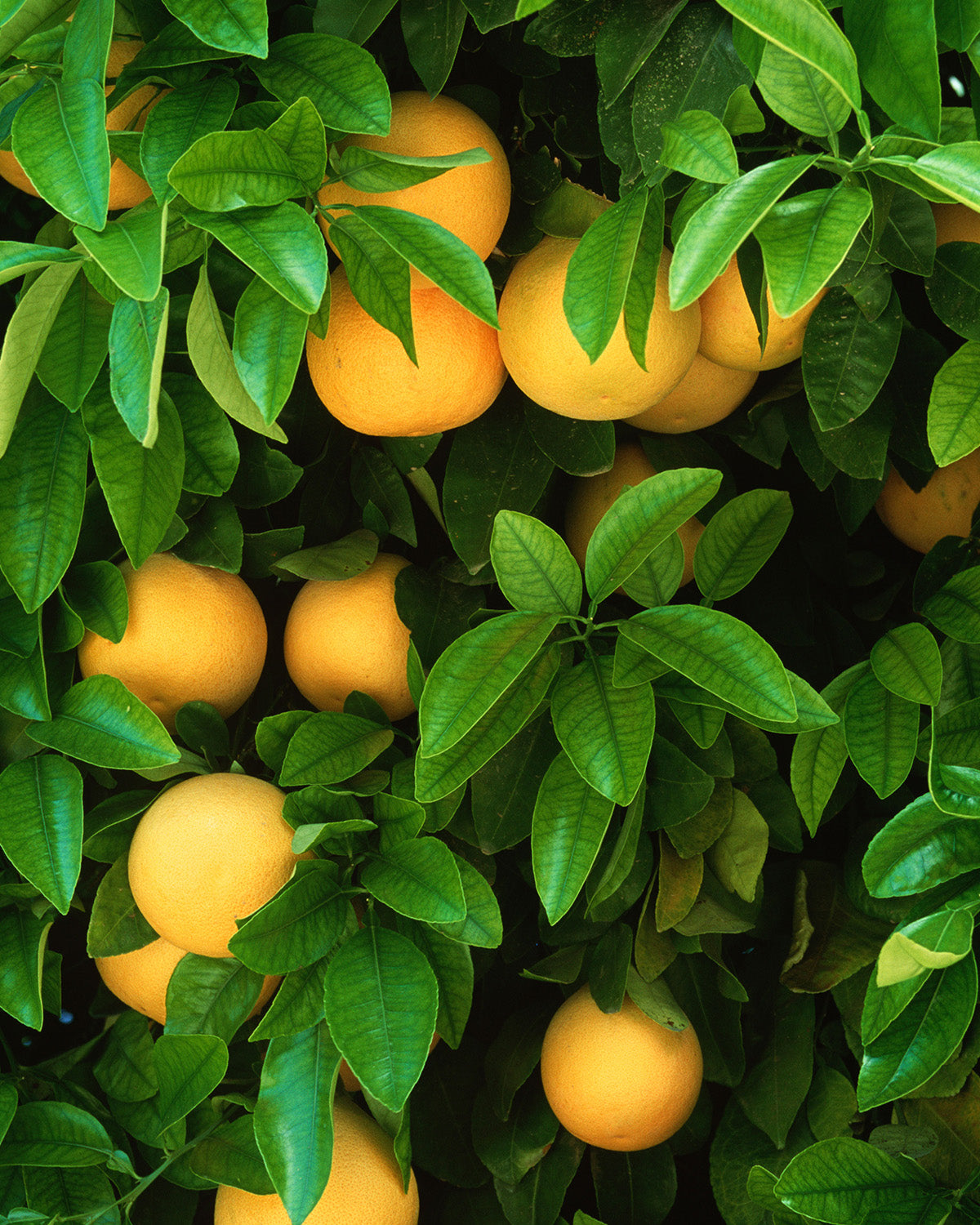 Grapefruit Patio Tree