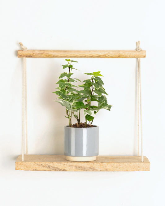 Lil' Variegated Ivy