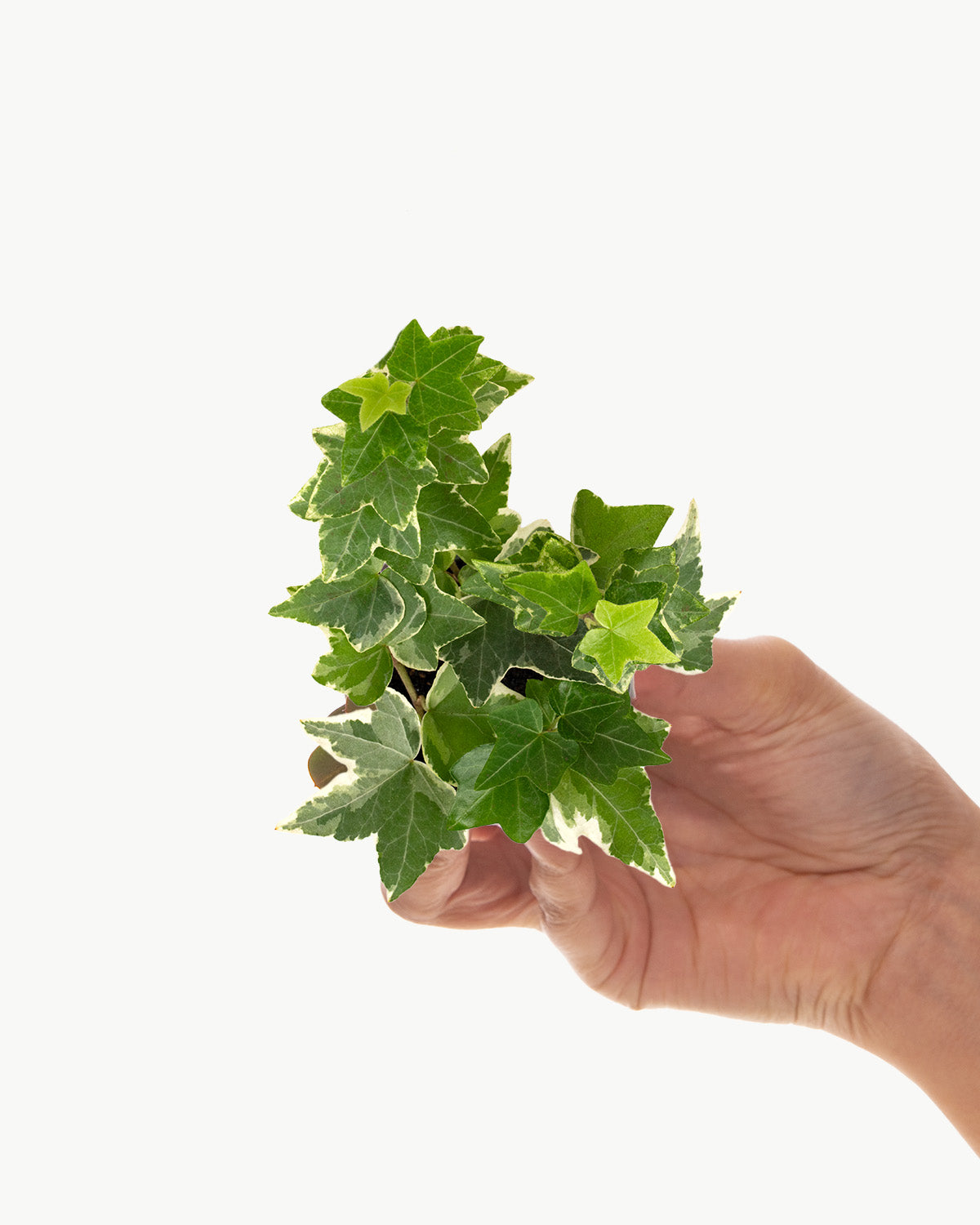 Lil' Variegated Ivy