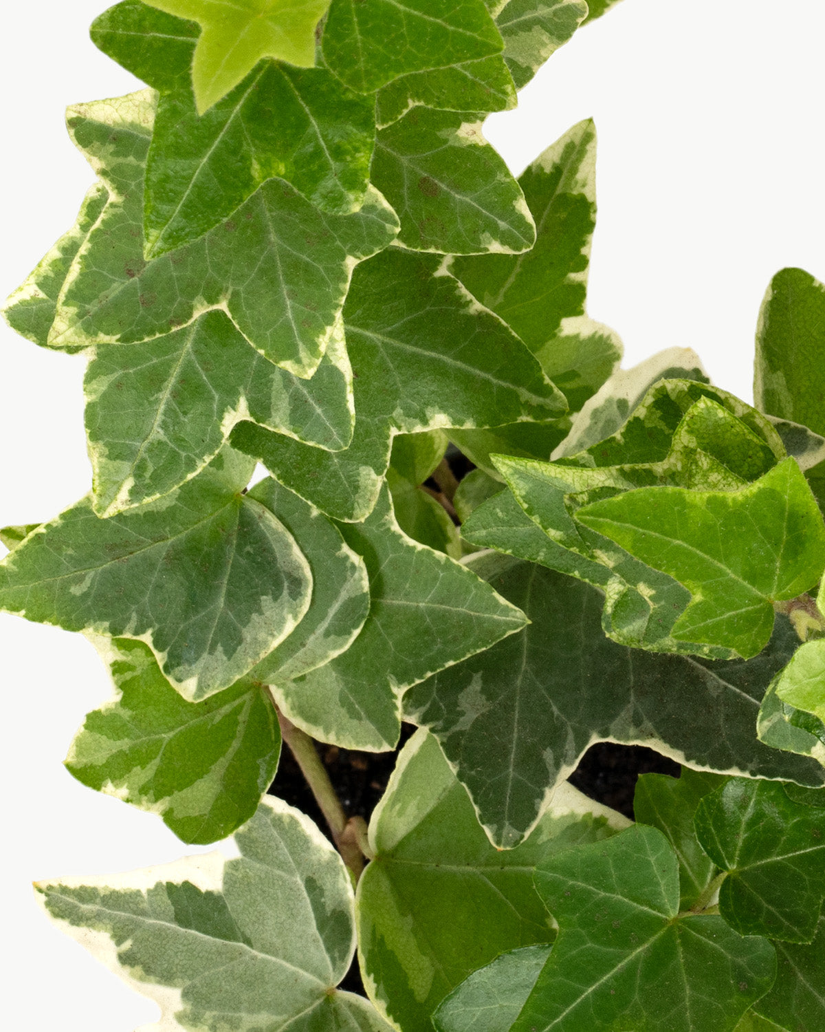 Lil' Variegated Ivy