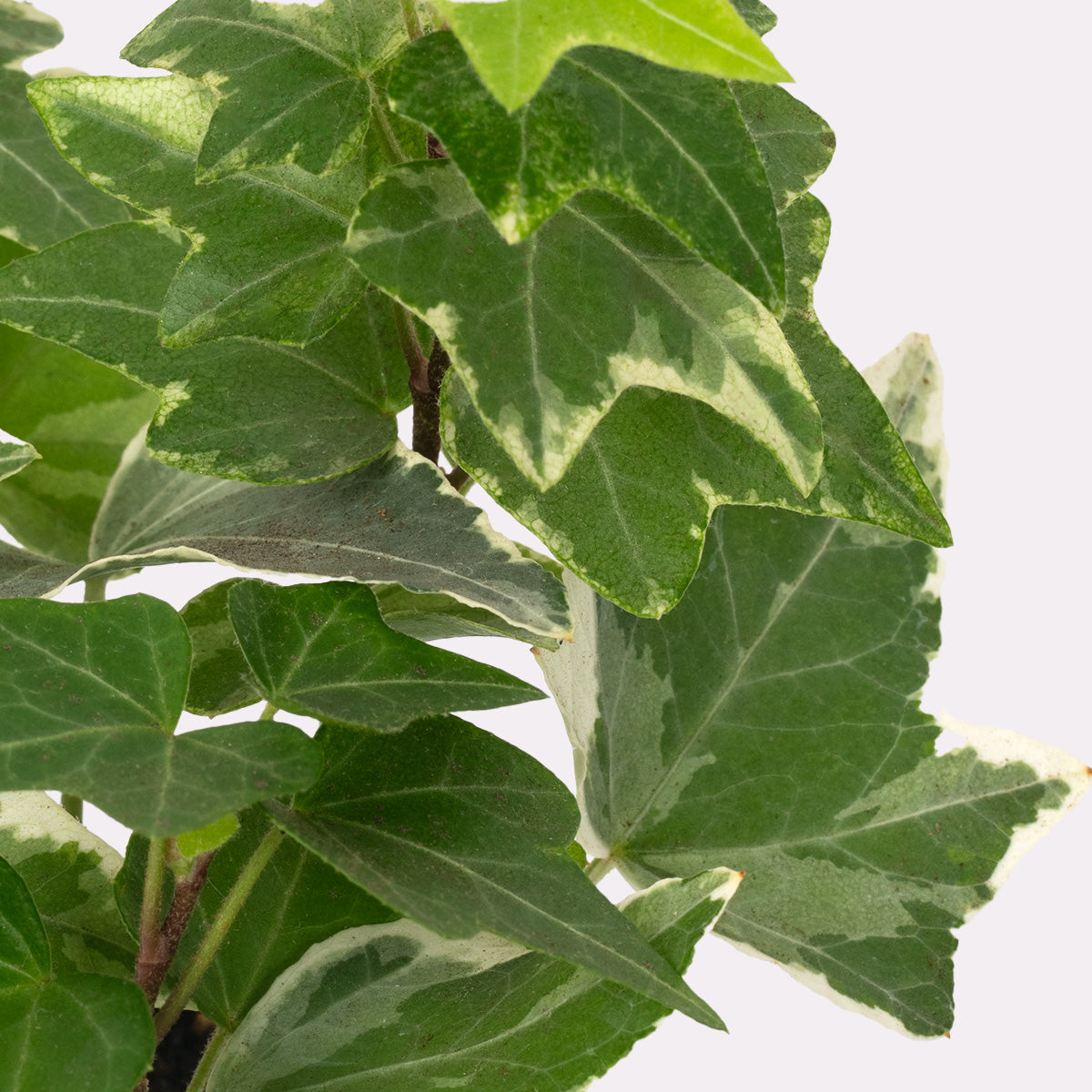 Lil' Variegated Ivy