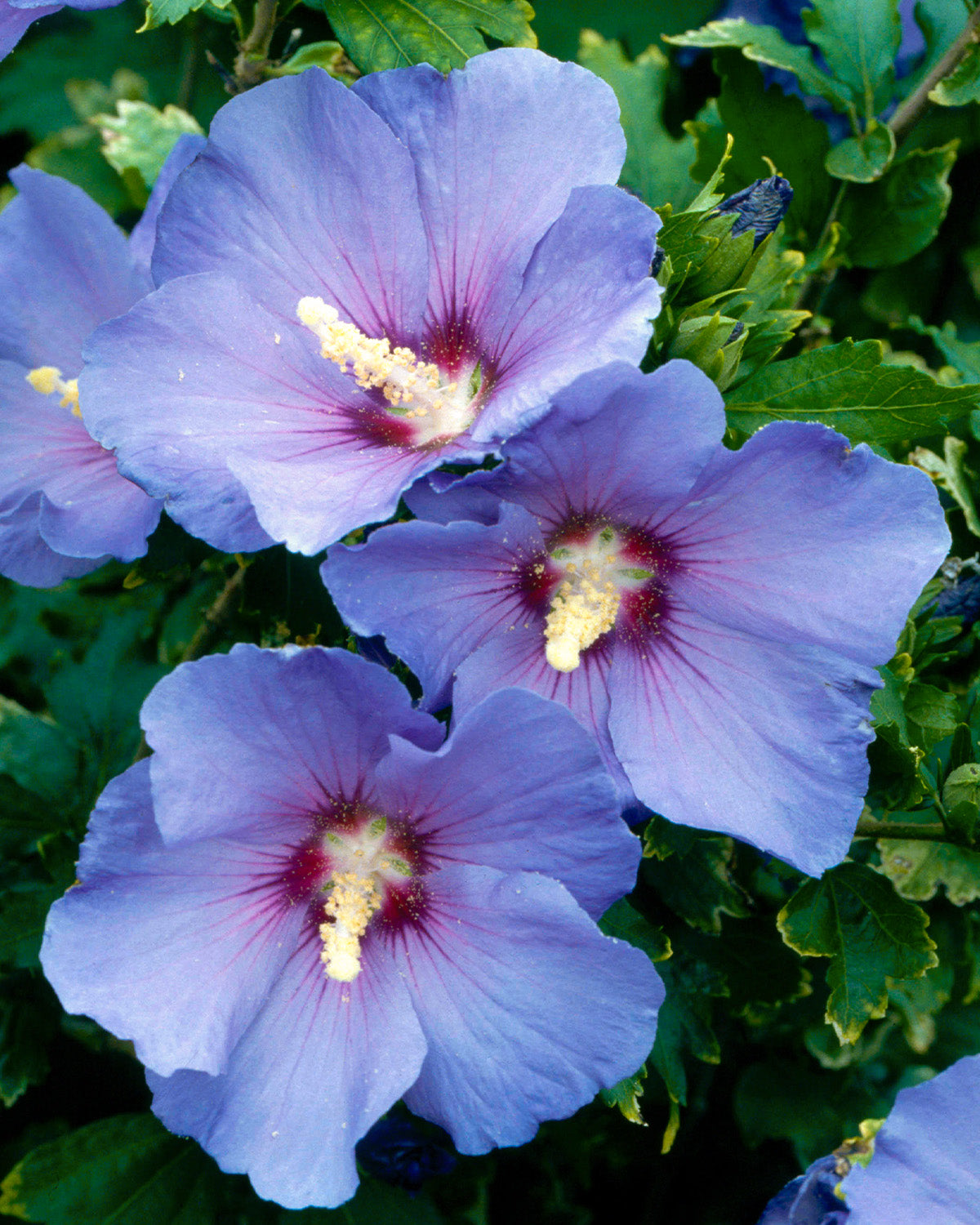 Blue Hollyhock Patio Tree