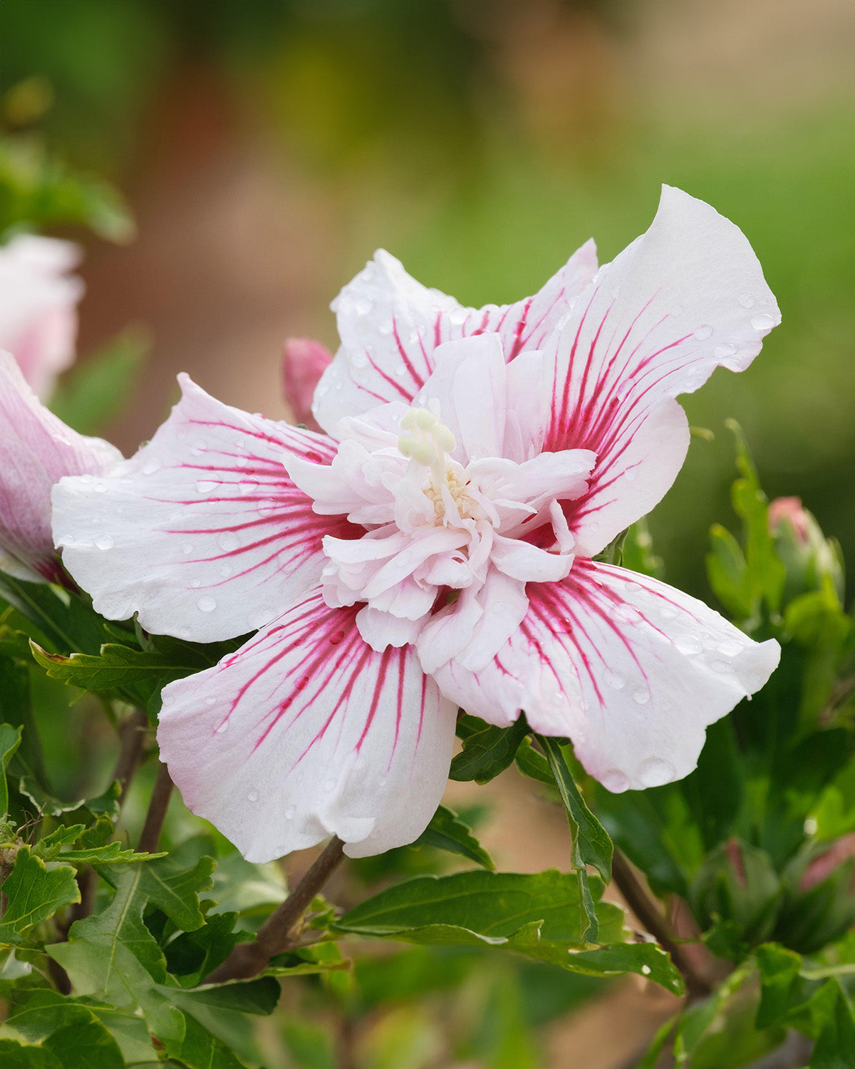 Starburst Hollyhock Patio Tree