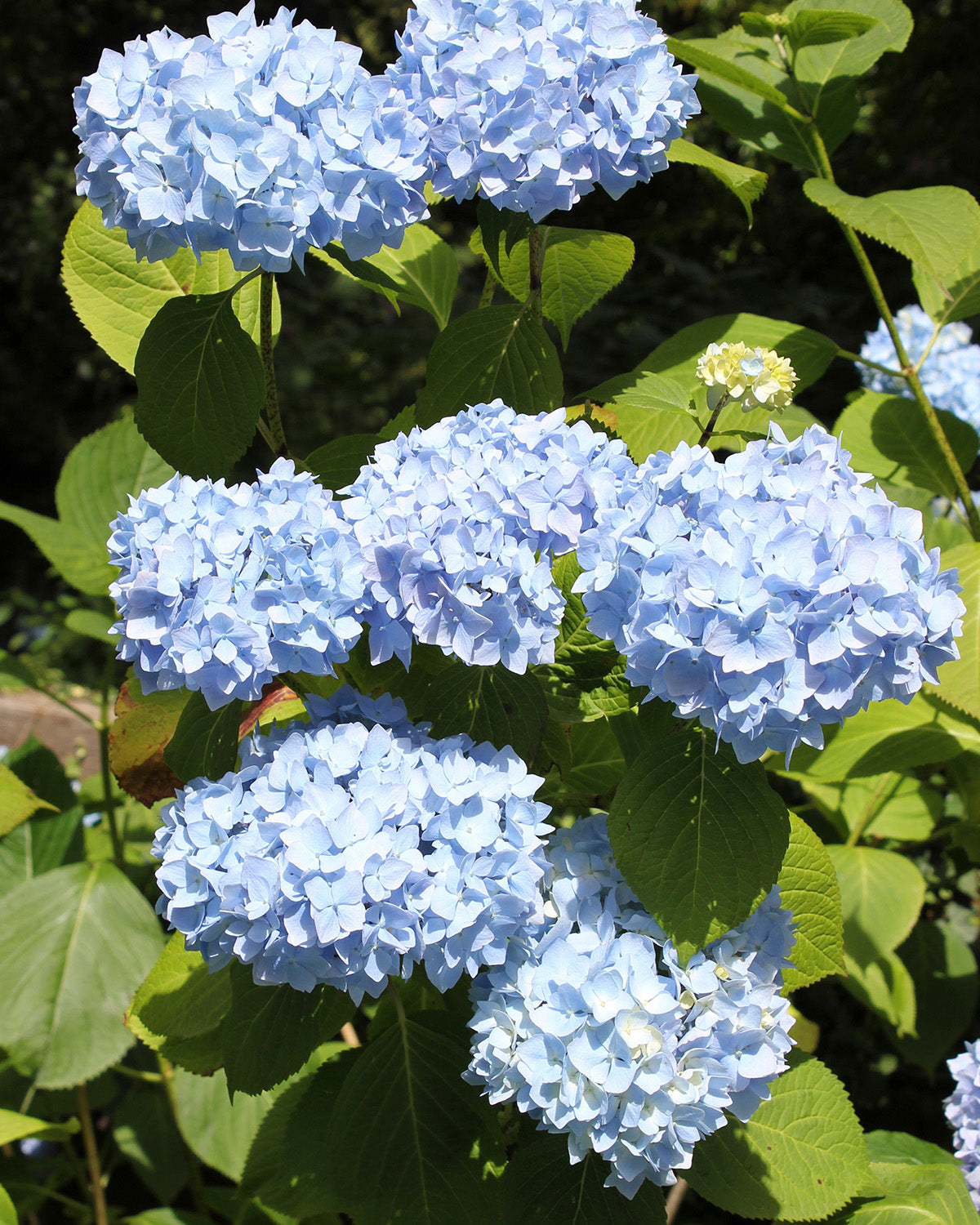 Blue Hydrangea