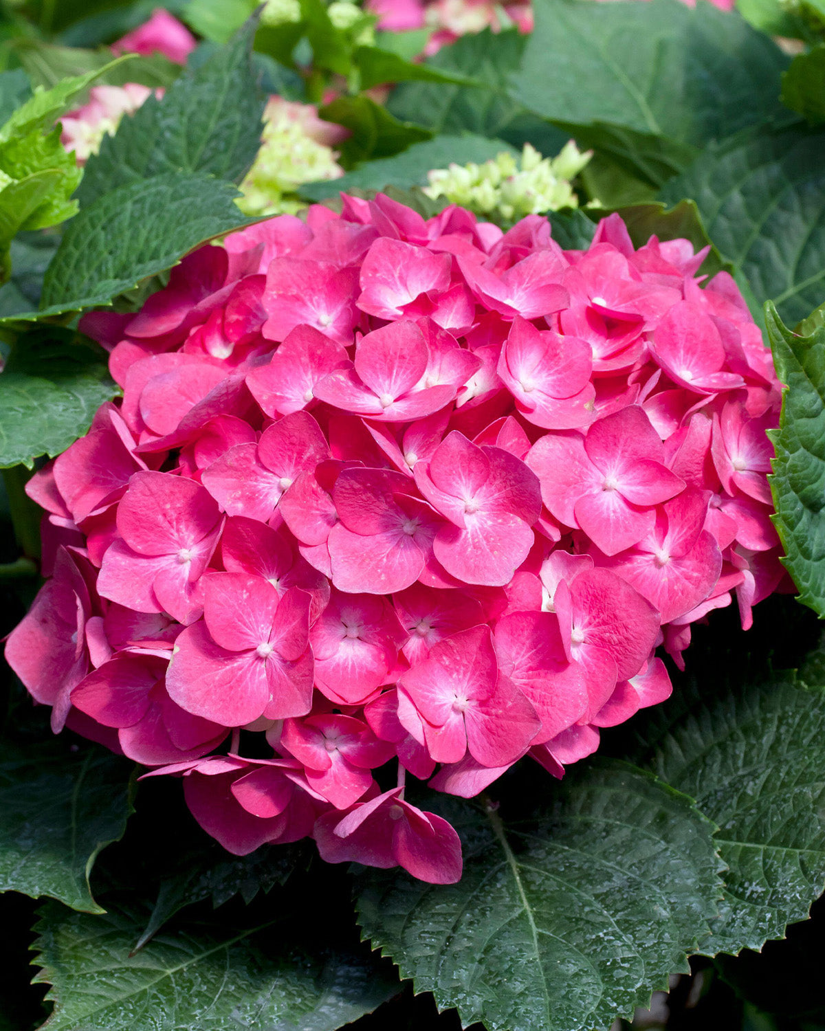 Pink Hydrangea
