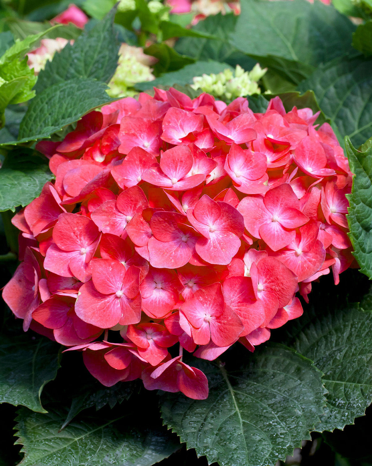 Red Hydrangea