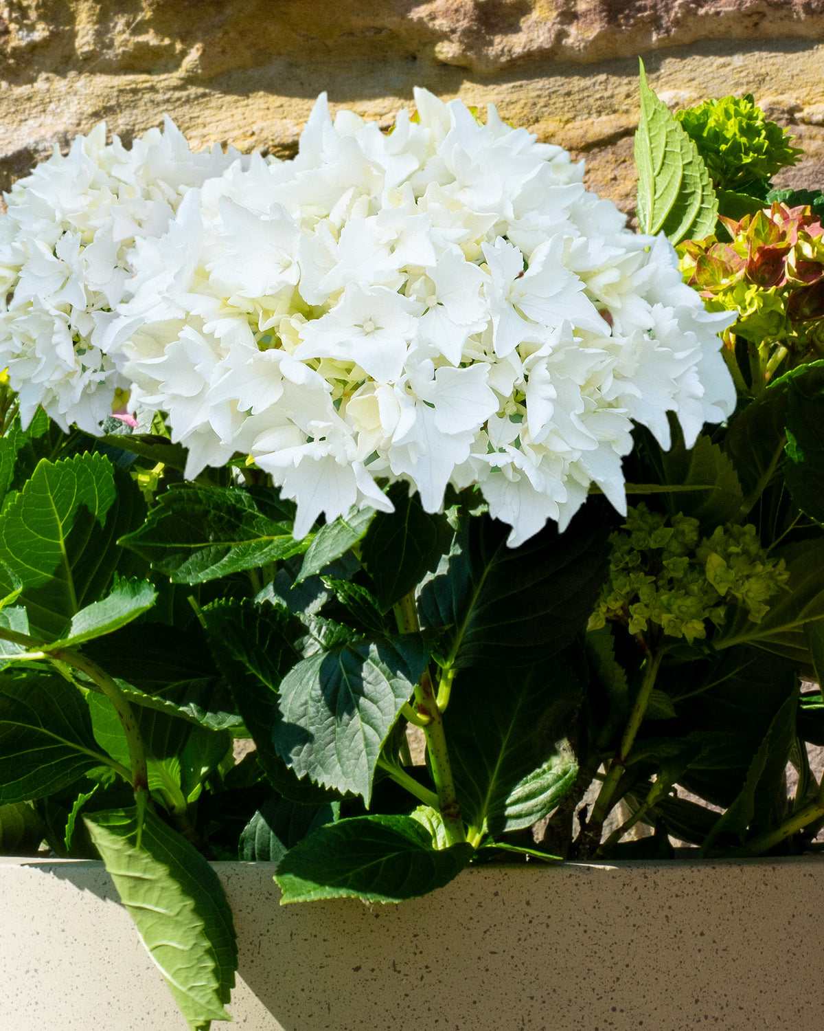 White Hydrangea