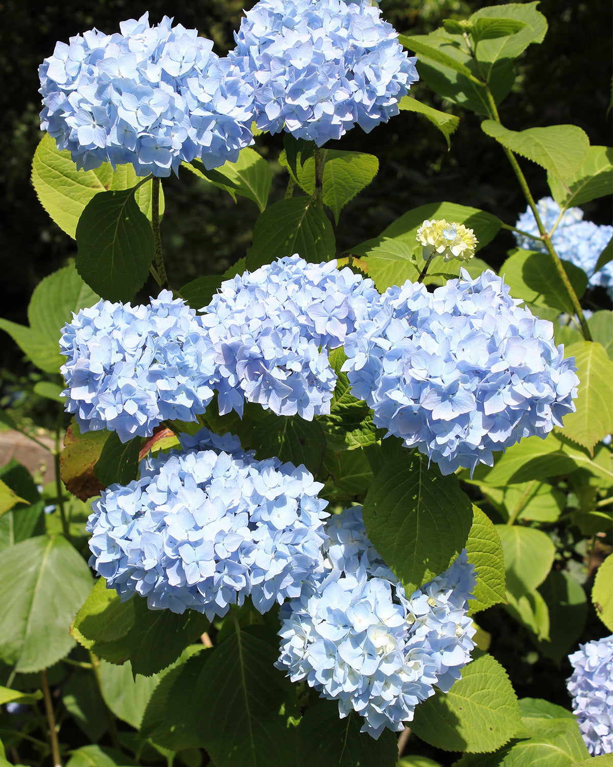Blue Hydrangea Patio Tree