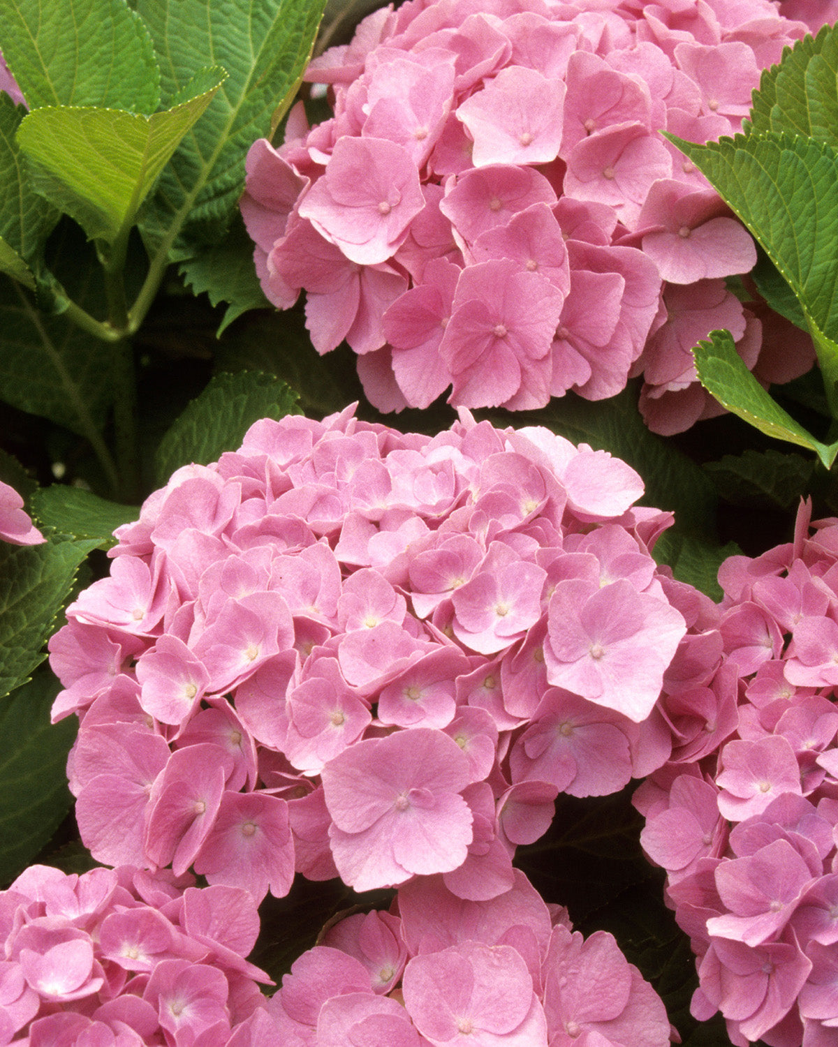 Pink Hydrangea Patio Tree