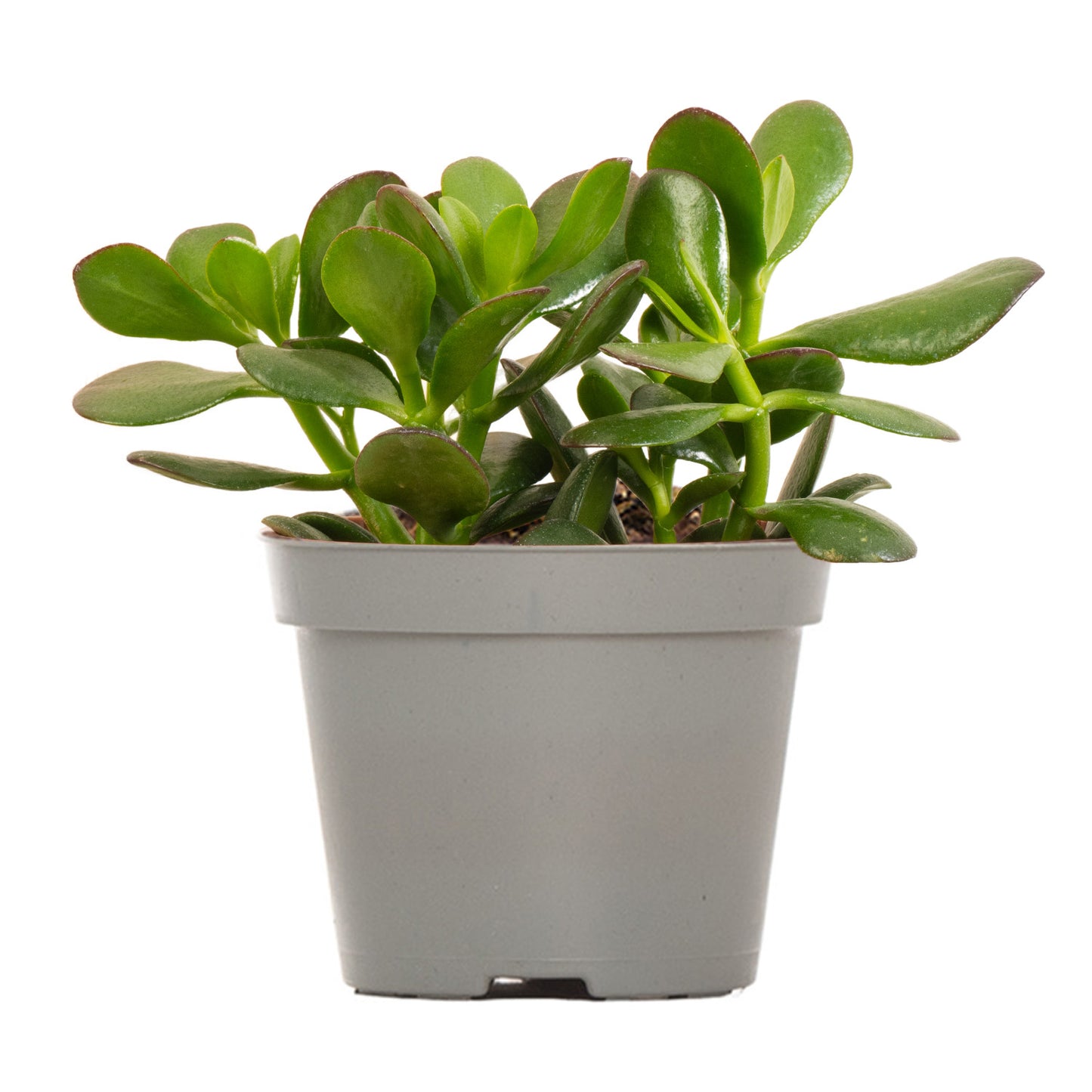 Jade Plant