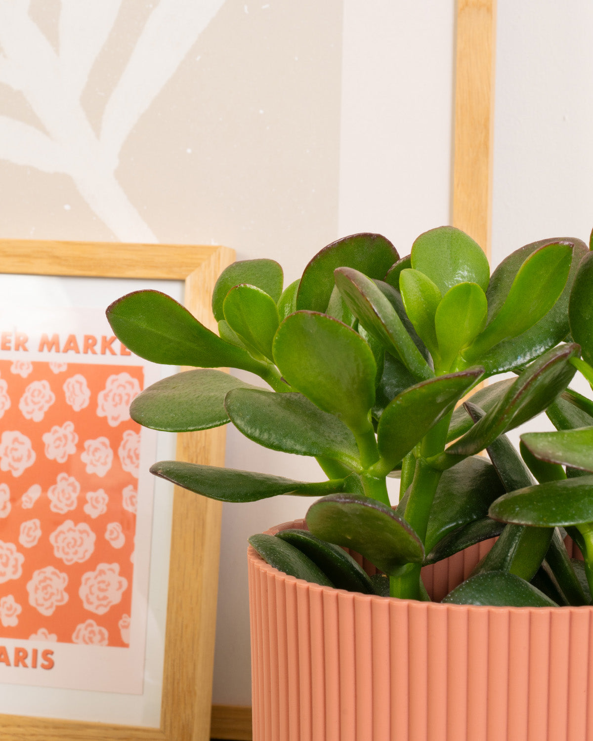 Jade Plant