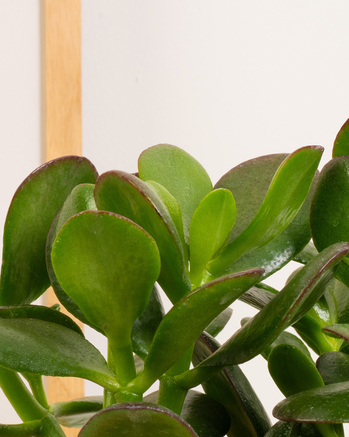 Jade Plant