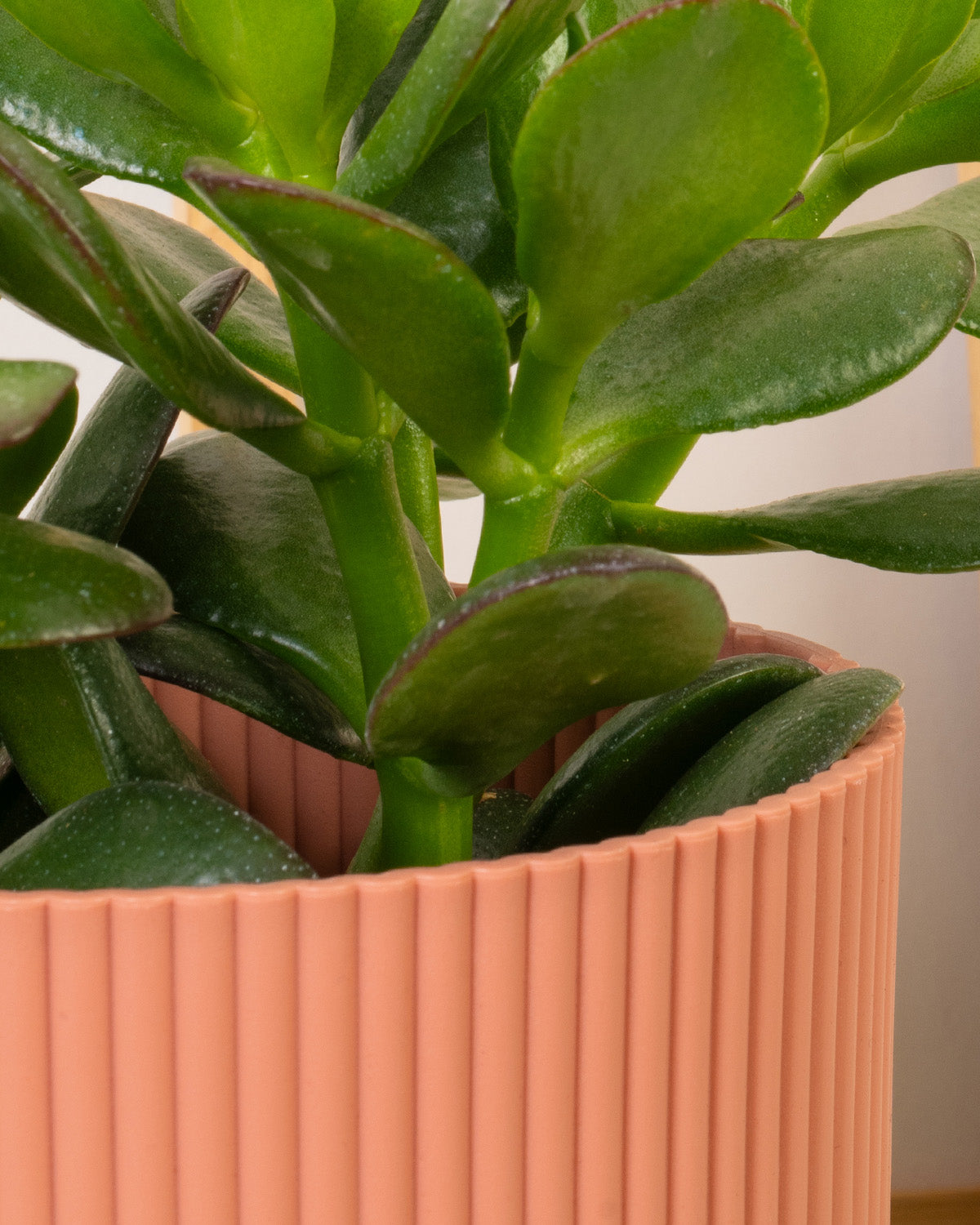 Jade Plant