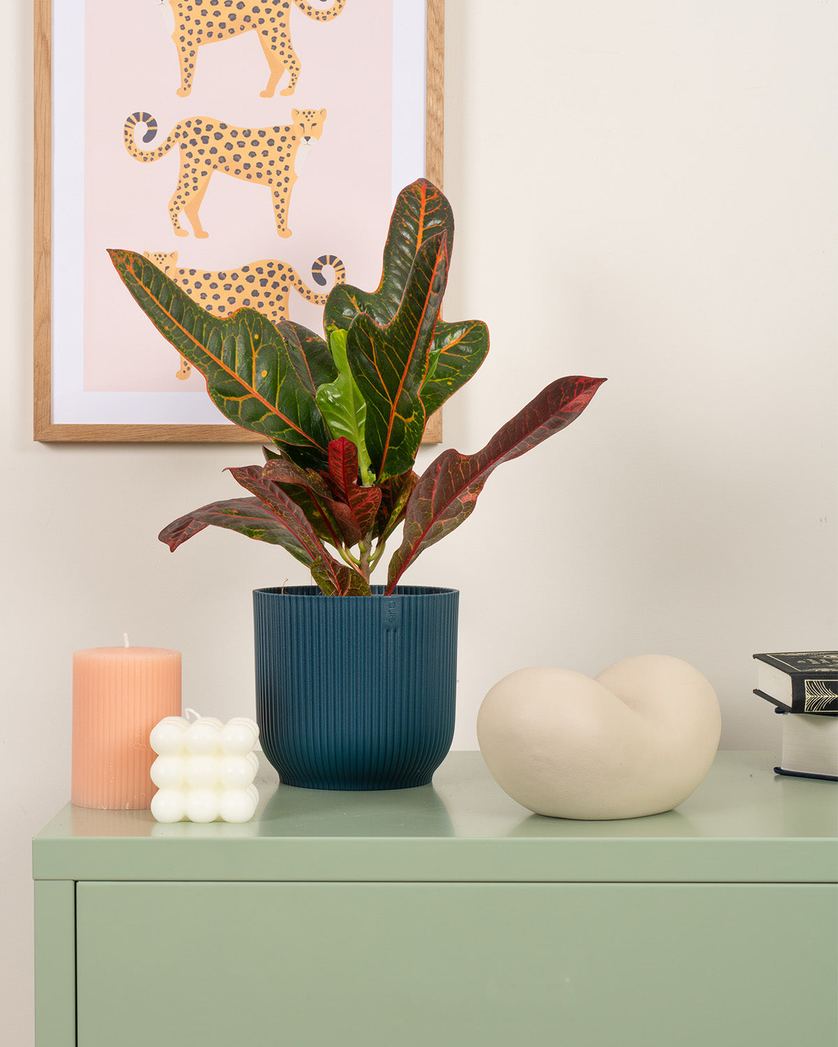 joseph's coat indoor plant Joseph's Coat Croton | Codiaeum Excellent