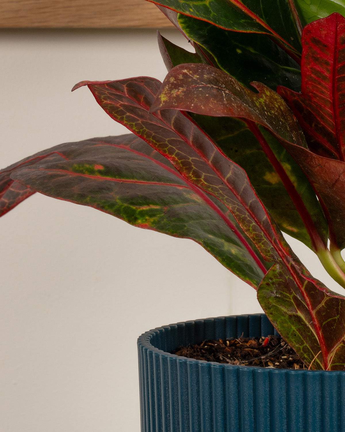 Joseph's Coat Croton