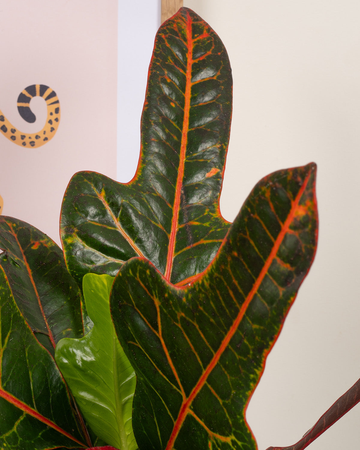 Joseph's Coat Croton
