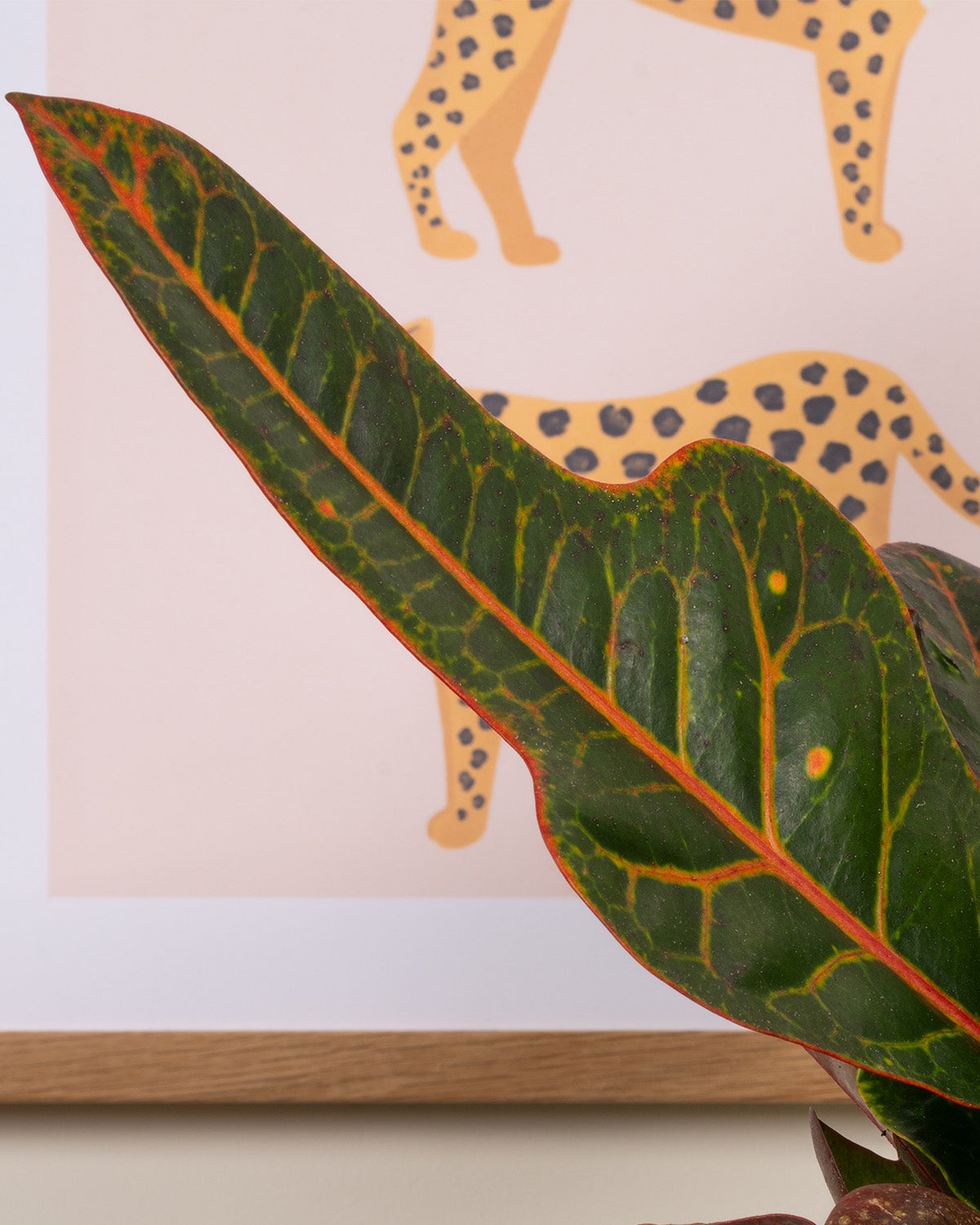Joseph's Coat Croton