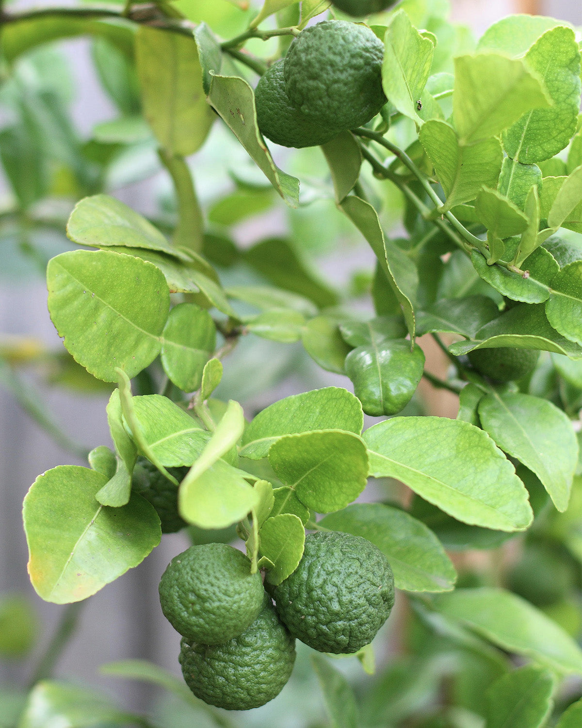 Kaffir Lime Patio Tree
