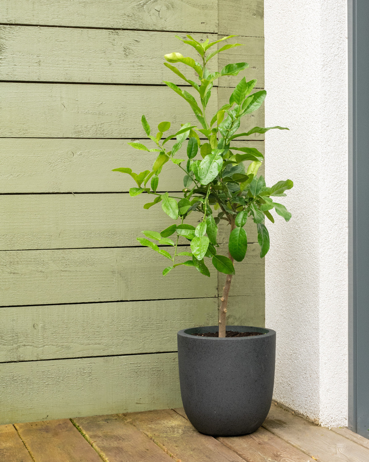 lime plant in pot Kaffir Lime Patio Tree | Outdoor Plants