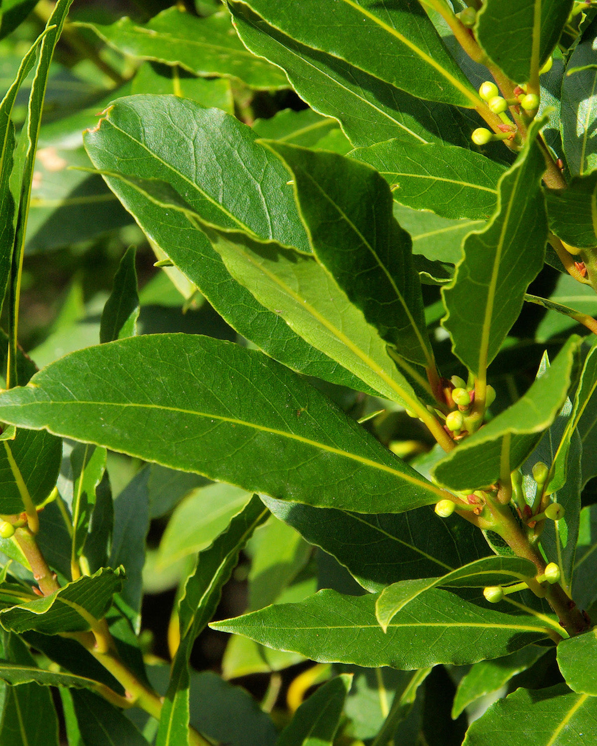 Bay Laurel Patio Tree