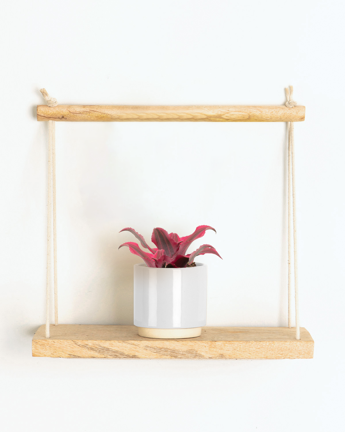 Lil' Starfish Plant