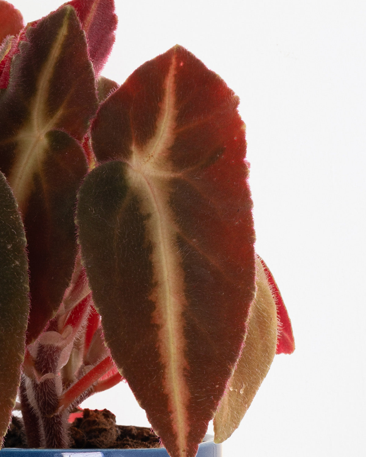 Lil' Begonia Listada