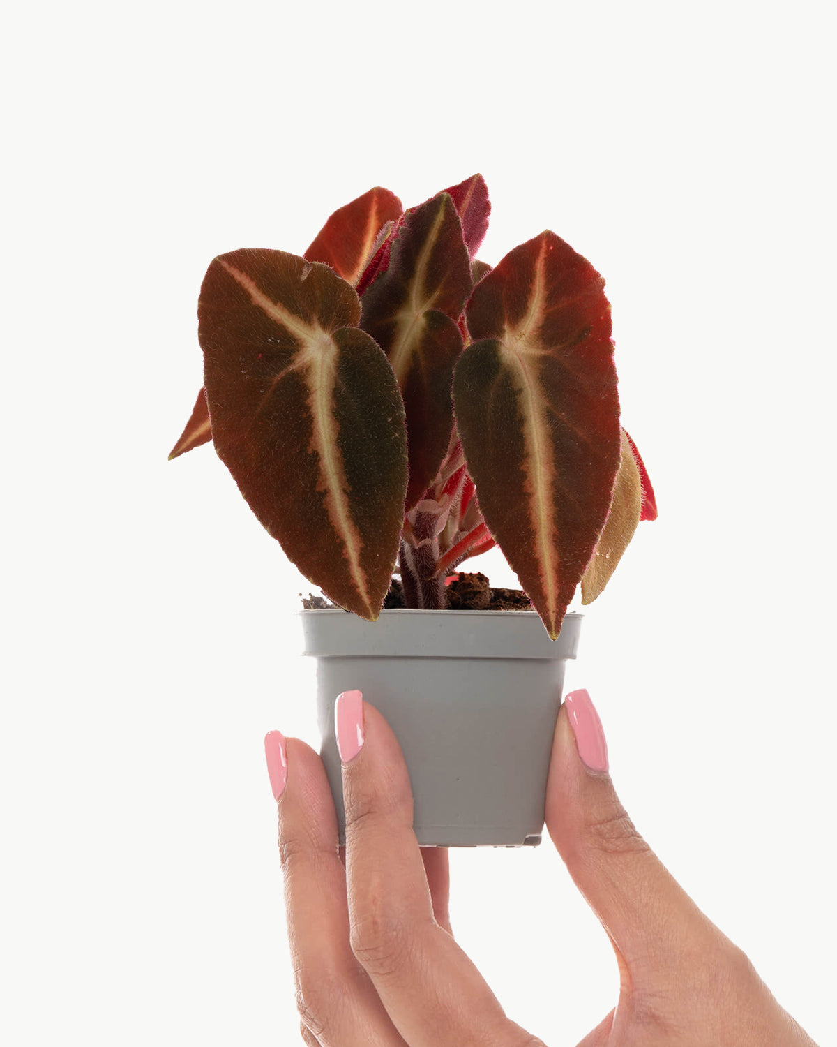 Lil' Begonia Listada