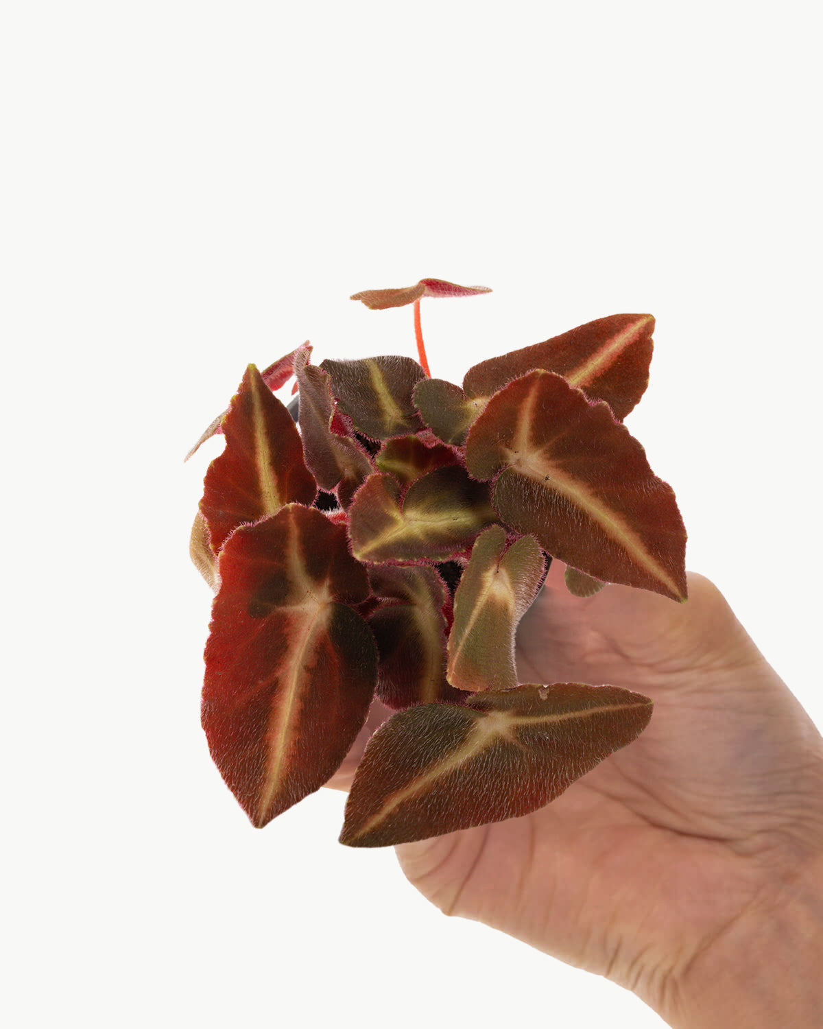 Lil' Begonia Listada