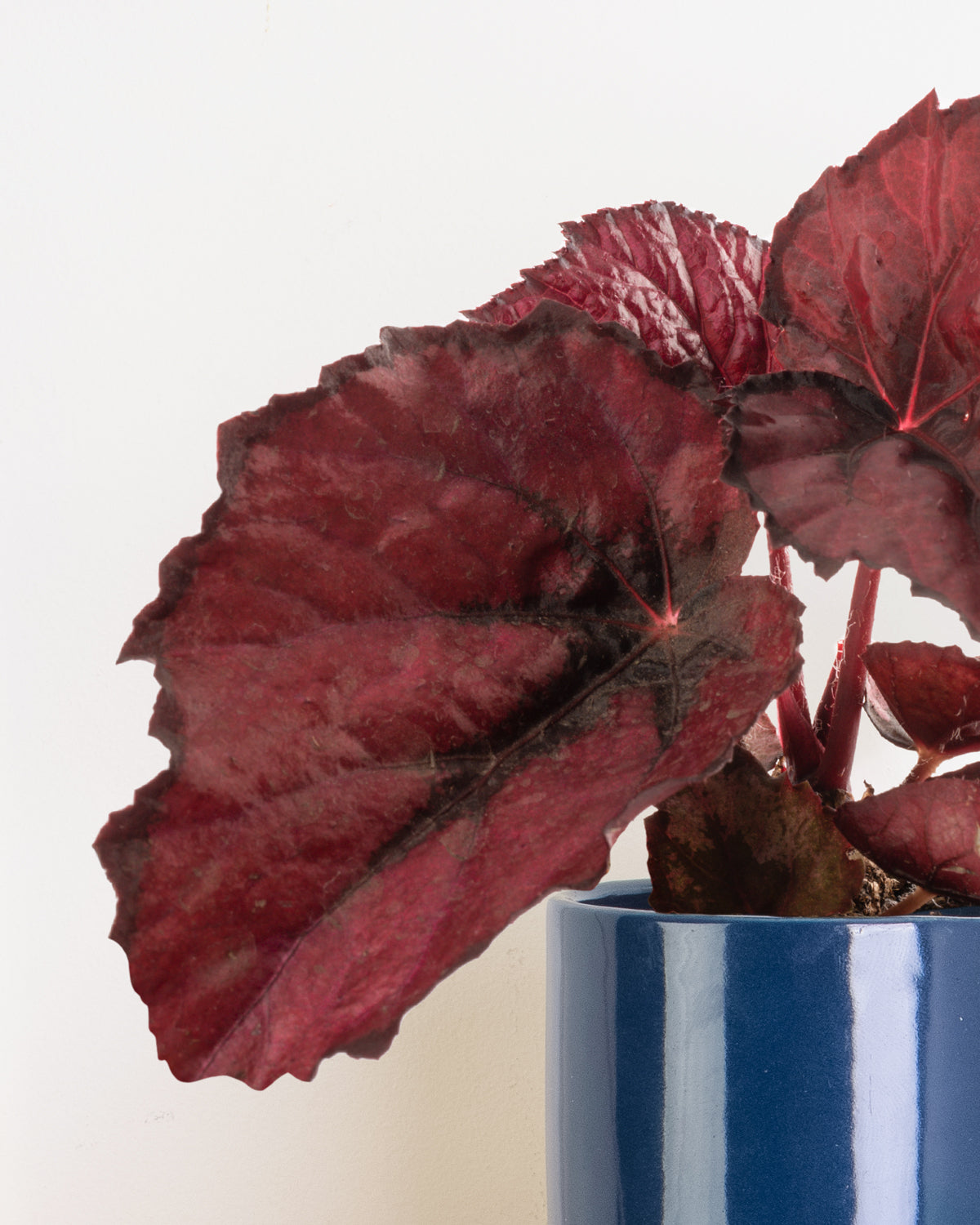 Lil' Begonia Red Heart