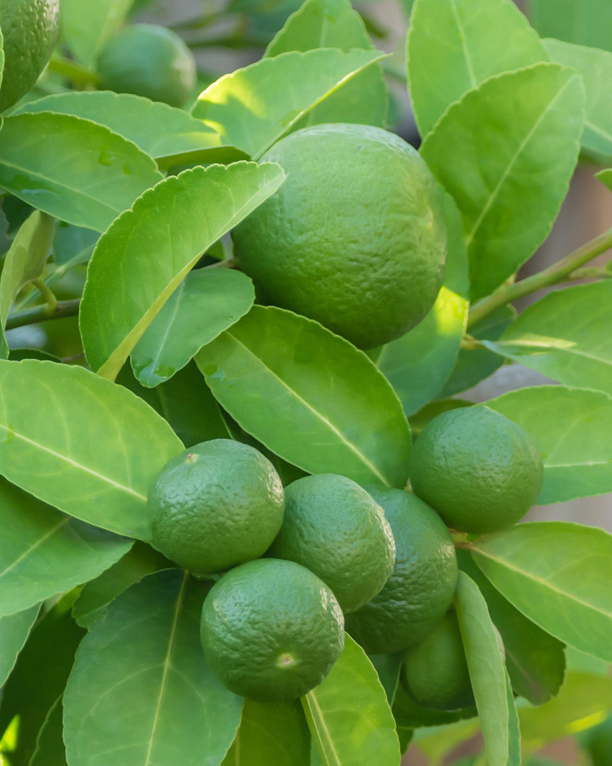 Lime Patio Tree