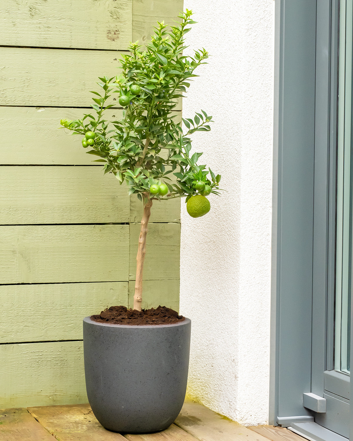 lime plant pot Lime Patio Tree | Outdoor Plants