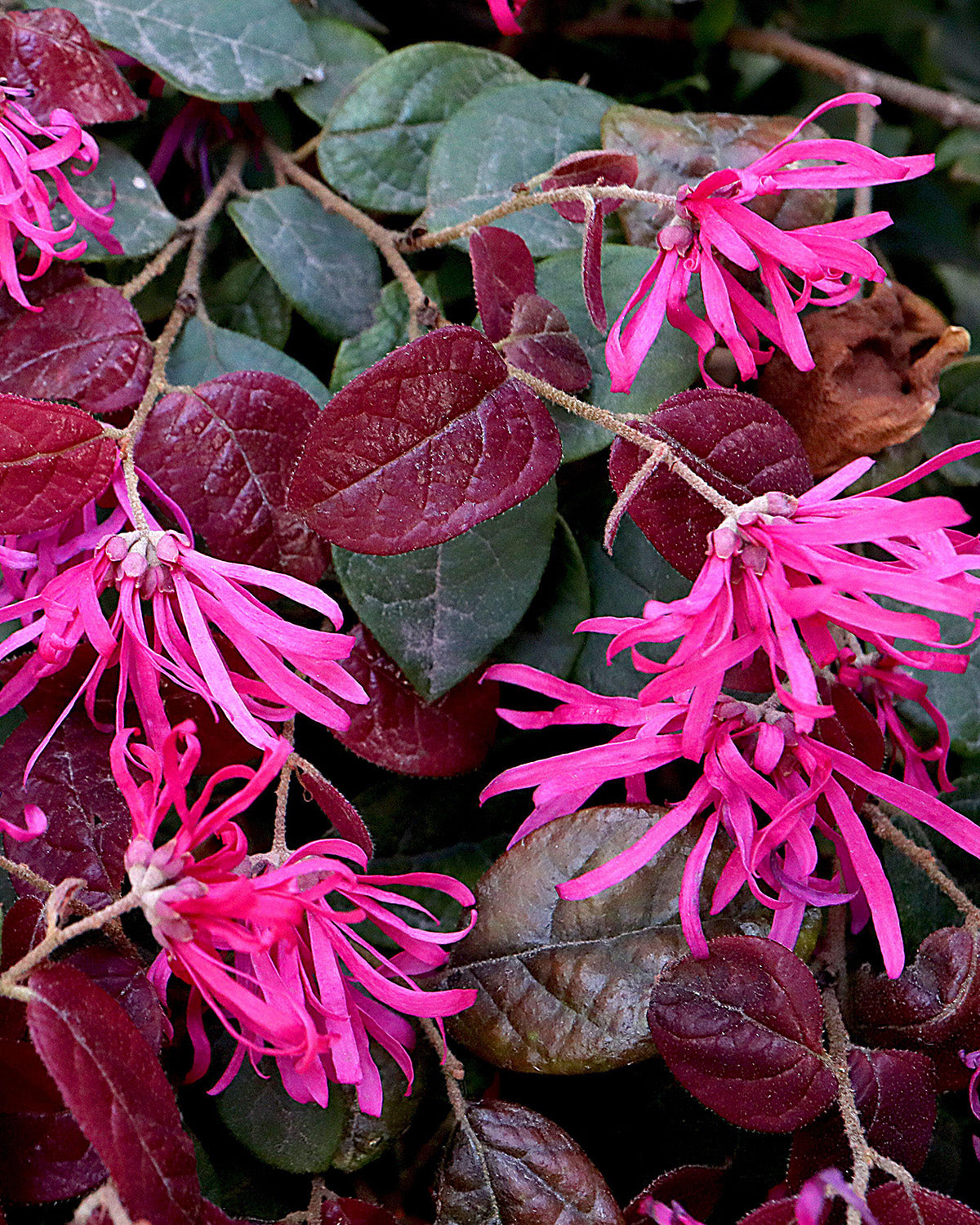 Witch Hazel Patio Tree