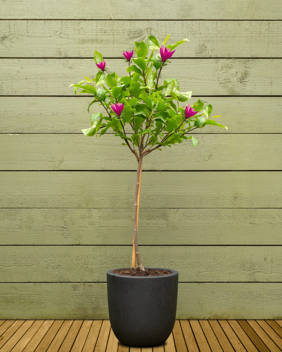 can i plant a magnolia tree in a pot Purple Magnolia Patio Tree | Outdoor Plant