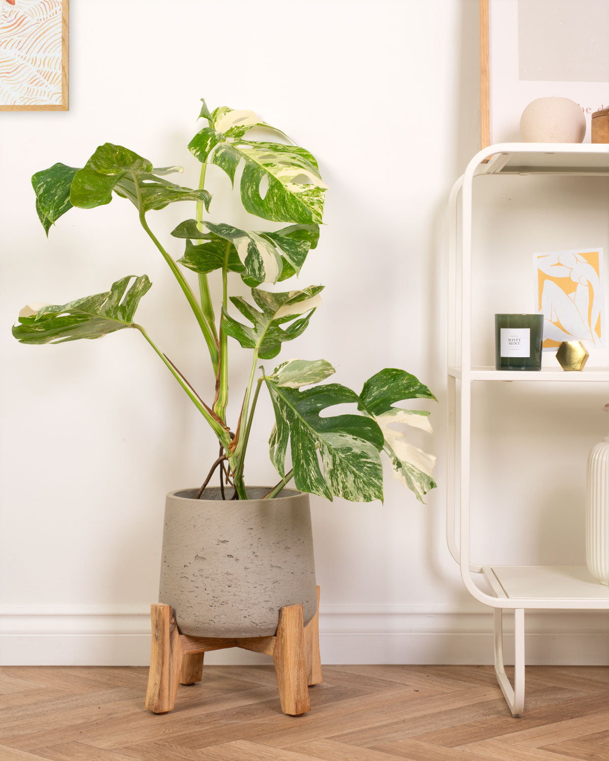 Variegated Swiss Cheese Plant | Monstera Deliciosa